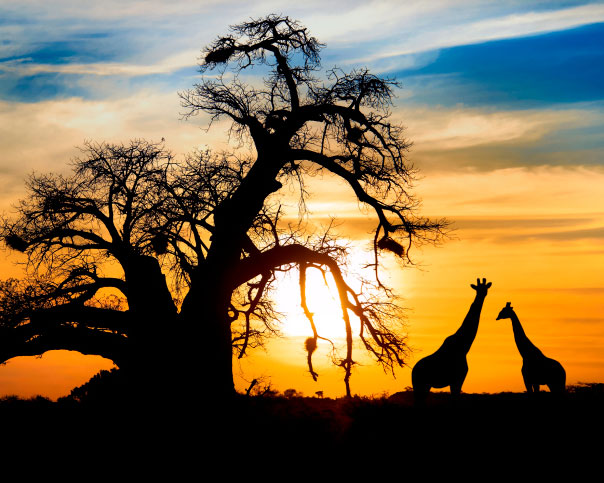 África